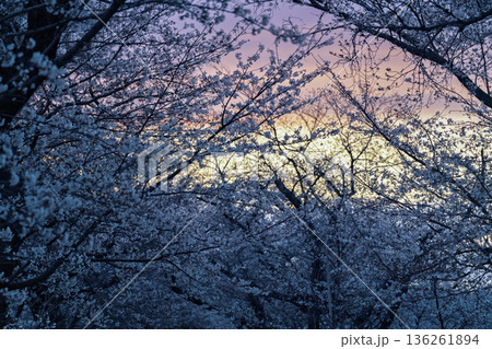 京都府八幡市に春本番を告げる背割り堤の桜を撮影 136261894