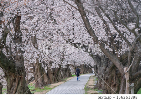 京都府八幡市に春本番を告げる背割り堤の桜を撮影 京都府八幡市に春本番を告げる背割り堤の桜を撮影 136261898