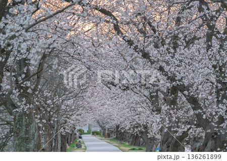 京都府八幡市に春本番を告げる背割り堤の桜を撮影 136261899