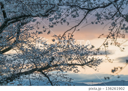 京都府八幡市に春本番を告げる背割り堤の桜を撮影 京都府八幡市に春本番を告げる背割り堤の桜を撮影 136261902