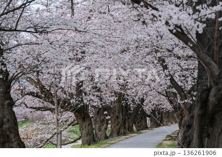 京都府八幡市に春本番を告げる背割り堤の桜を撮影 136261906