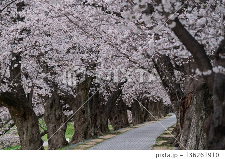 京都府八幡市に春本番を告げる背割り堤の桜を撮影 136261910