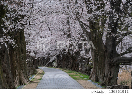 京都府八幡市に春本番を告げる背割り堤の桜を撮影 136261911