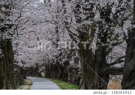 京都府八幡市に春本番を告げる背割り堤の桜を撮影 136261912