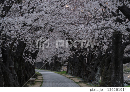 京都府八幡市に春本番を告げる背割り堤の桜を撮影 京都府八幡市に春本番を告げる背割り堤の桜を撮影 136261914