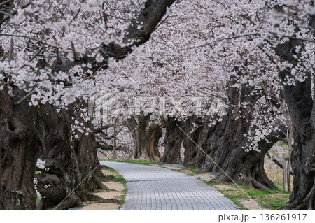 京都府八幡市に春本番を告げる背割り堤の桜を撮影 136261917