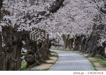 京都府八幡市に春本番を告げる背割り堤の桜を撮影 136261918