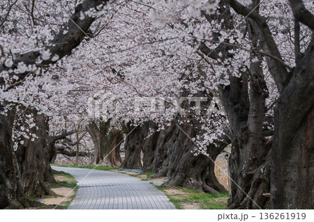 京都府八幡市に春本番を告げる背割り堤の桜を撮影 136261919