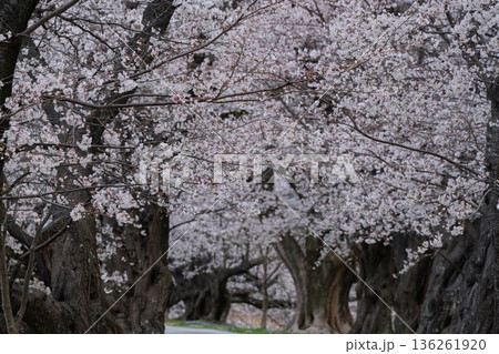 京都府八幡市に春本番を告げる背割り堤の桜を撮影 136261920