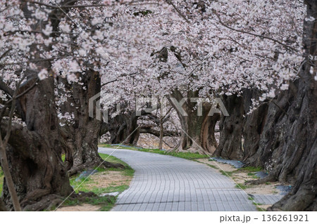 京都府八幡市に春本番を告げる背割り堤の桜を撮影 136261921