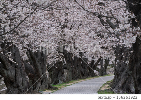 京都府八幡市に春本番を告げる背割り堤の桜を撮影 京都府八幡市に春本番を告げる背割り堤の桜を撮影 136261922