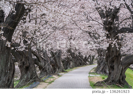 京都府八幡市に春本番を告げる背割り堤の桜を撮影 136261923