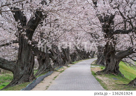 京都府八幡市に春本番を告げる背割り堤の桜を撮影 136261924