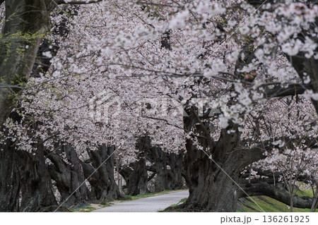 京都府八幡市に春本番を告げる背割り堤の桜を撮影 136261925