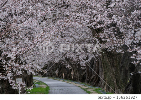京都府八幡市に春本番を告げる背割り堤の桜を撮影 136261927