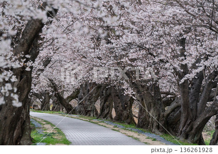 京都府八幡市に春本番を告げる背割り堤の桜を撮影 京都府八幡市に春本番を告げる背割り堤の桜を撮影 136261928