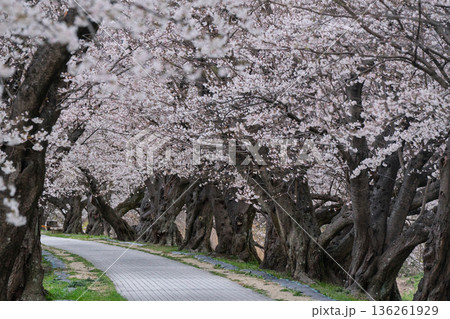 京都府八幡市に春本番を告げる背割り堤の桜を撮影 136261929