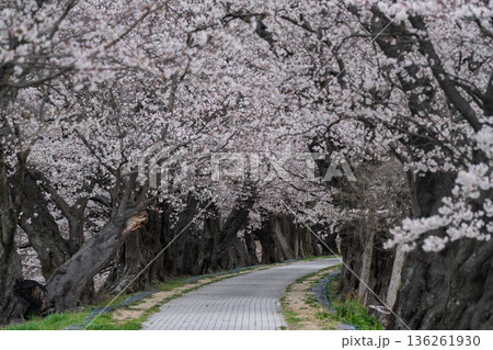 京都府八幡市に春本番を告げる背割り堤の桜を撮影 136261930