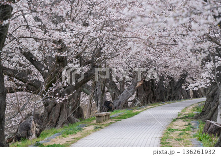京都府八幡市に春本番を告げる背割り堤の桜を撮影 京都府八幡市に春本番を告げる背割り堤の桜を撮影 136261932