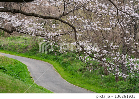 京都府八幡市に春本番を告げる背割り堤の桜を撮影 136261933