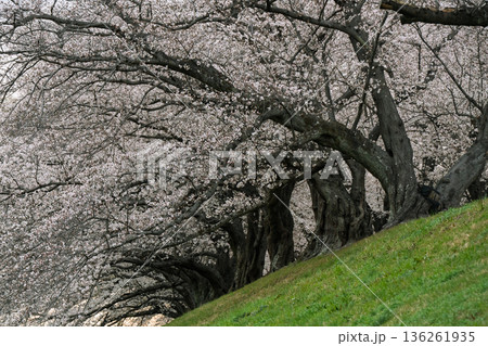 京都府八幡市に春本番を告げる背割り堤の桜を撮影 京都府八幡市に春本番を告げる背割り堤の桜を撮影 136261935