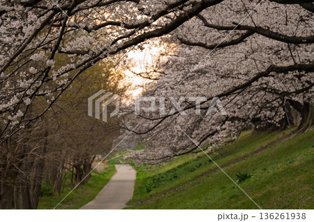 京都府八幡市に春本番を告げる背割り堤の桜を撮影 136261938