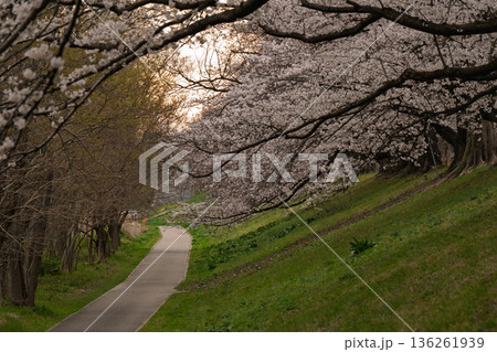 京都府八幡市に春本番を告げる背割り堤の桜を撮影 136261939