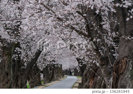 京都府八幡市に春本番を告げる背割り堤の桜を撮影 136261945