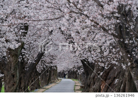 京都府八幡市に春本番を告げる背割り堤の桜を撮影 136261946