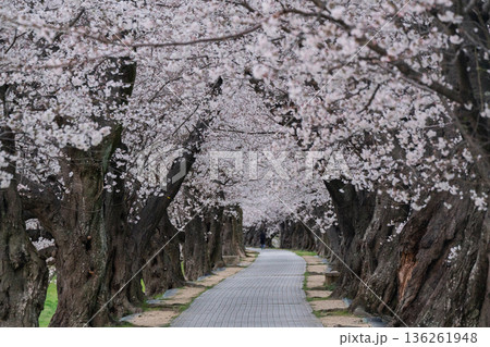 京都府八幡市に春本番を告げる背割り堤の桜を撮影 136261948