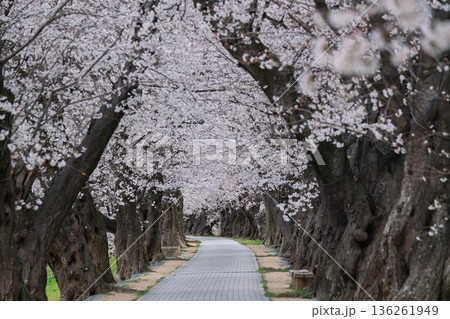 京都府八幡市に春本番を告げる背割り堤の桜を撮影 136261949