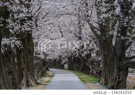 京都府八幡市に春本番を告げる背割り堤の桜を撮影 京都府八幡市に春本番を告げる背割り堤の桜を撮影 136261952