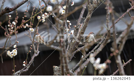 雪の日に梅の枝にやってきた雀 136262045