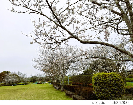 青空の下の満開桜の並木道 136262089