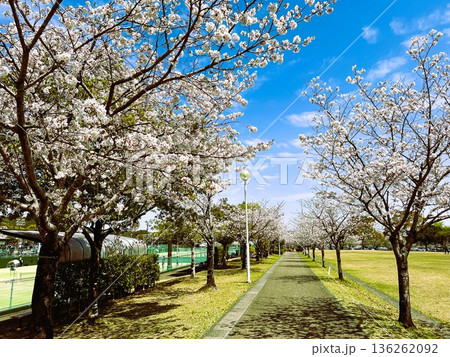 桜のある公園 136262092