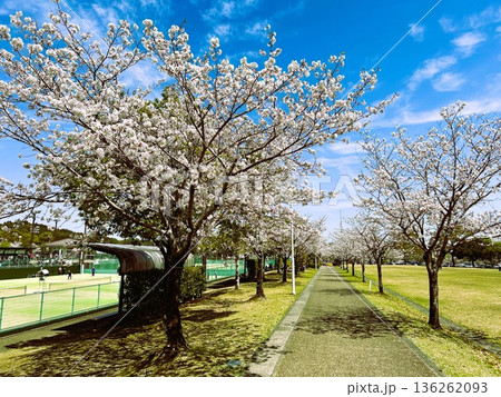 満開の桜が咲く公園 136262093