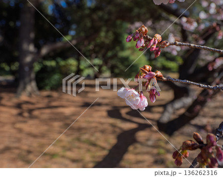 地面から見た寒桜のある公園風景 地面から見た寒桜のある公園風景 136262316