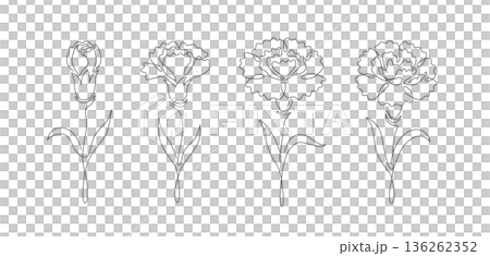 カーネーションの一筆書き線画イラストセット 蕾から満開まで 線幅変更可能なベクター素材 カーネーションの一筆書き線画イラストセット 蕾から満開まで 線幅変更可能なベクター素材 136262352