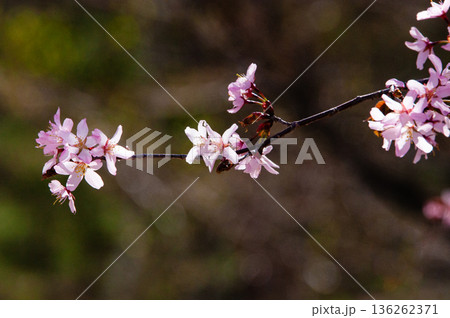 オオヤマザクラ オオヤマザクラ 136262371