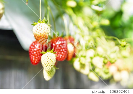 赤く実ったイチゴの果実　いちご狩り 136262402