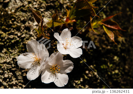 ソメイヨシノ 136262431