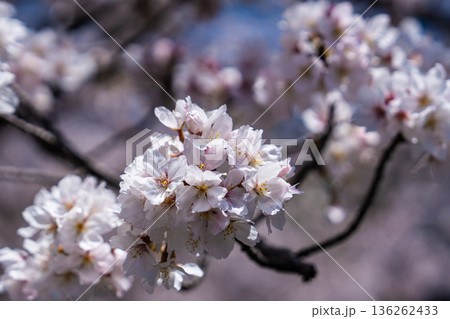 ソメイヨシノ 136262433