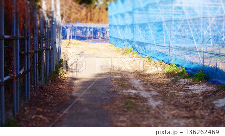 果樹園近辺の誰もいない細い道 果樹園近辺の誰もいない細い道 136262469