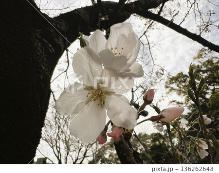 満開の白い桜の花びらクローズアップ 136262648
