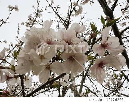 満開のピンク色の桜風景 136262654