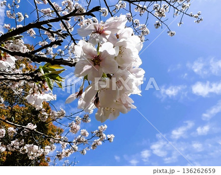 春の青空に広がる満開の淡いピンクの桜 春の青空に広がる満開の淡いピンクの桜 136262659