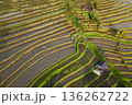 輝くRice Terraces （空撮） 136262722