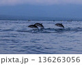 イルカのシンクロスイミング　バリ島 136263056