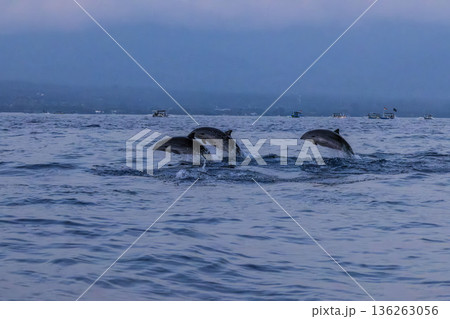 イルカのシンクロスイミング バリ島 イルカのシンクロスイミング バリ島 136263056