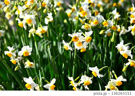 水仙 水仙畑 スイセン 植物 花 花畑 雪中花 水仙 水仙畑 スイセン 植物 花 花畑 雪中花 136263151